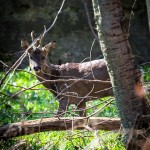 chevreuil en forêt du Trait