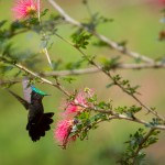 colibri huppé