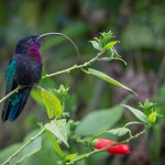 colibri madere